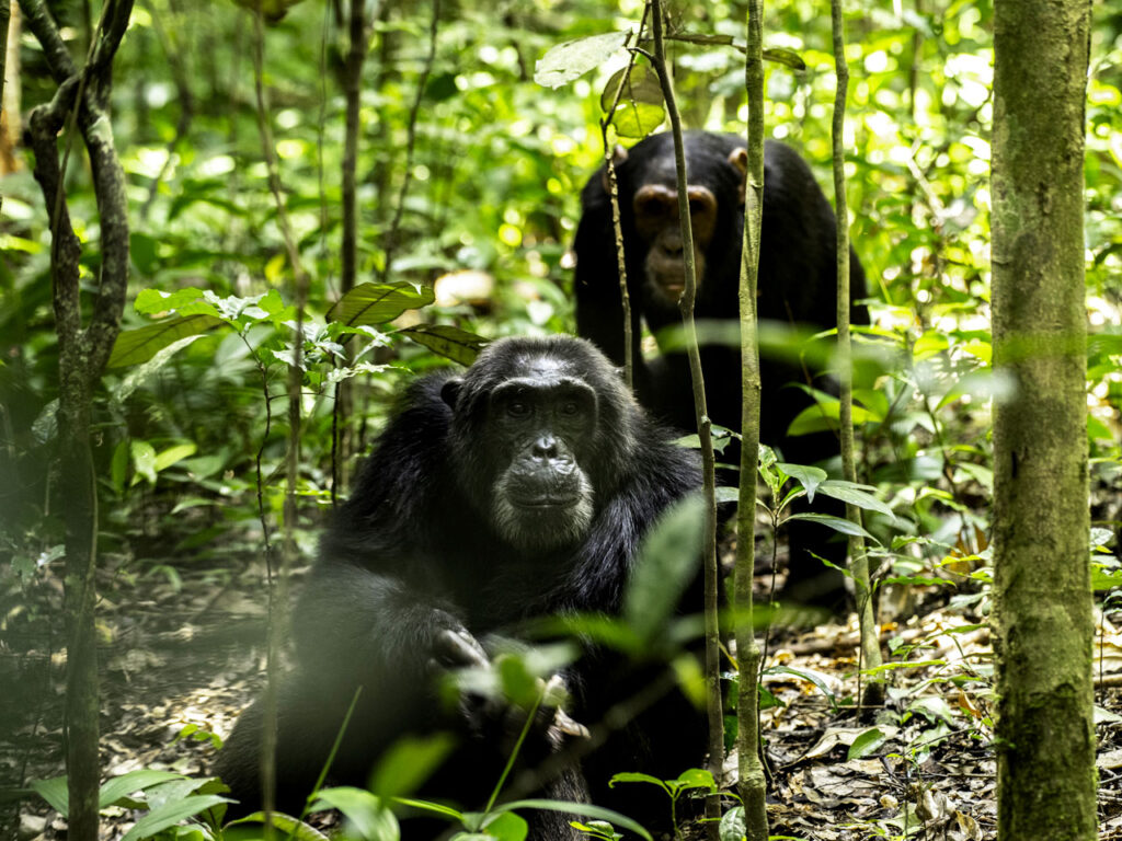 Top destinations to Visit on 6 Days Uganda honey moon safari destination